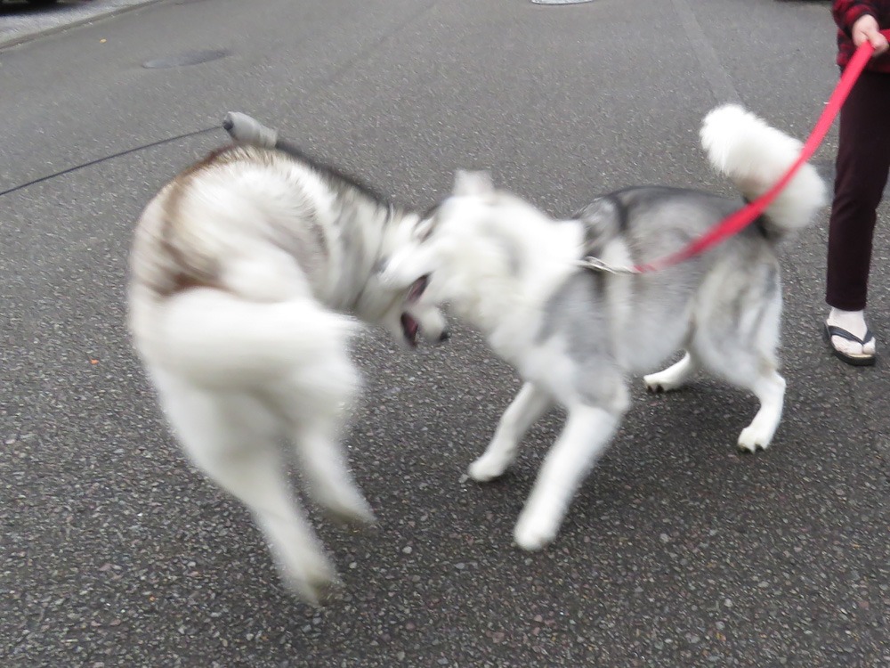 もはや恒例行事に (^o^)_c0049299_221153.jpg