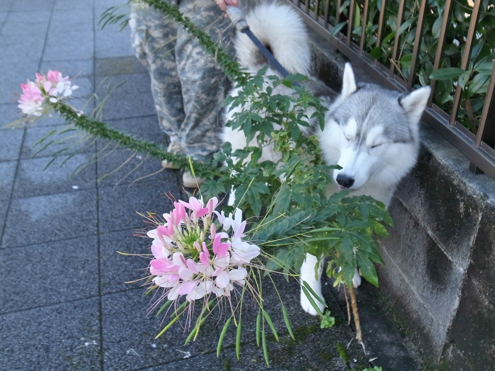 もはや恒例行事に (^o^)_c0049299_22193069.jpg