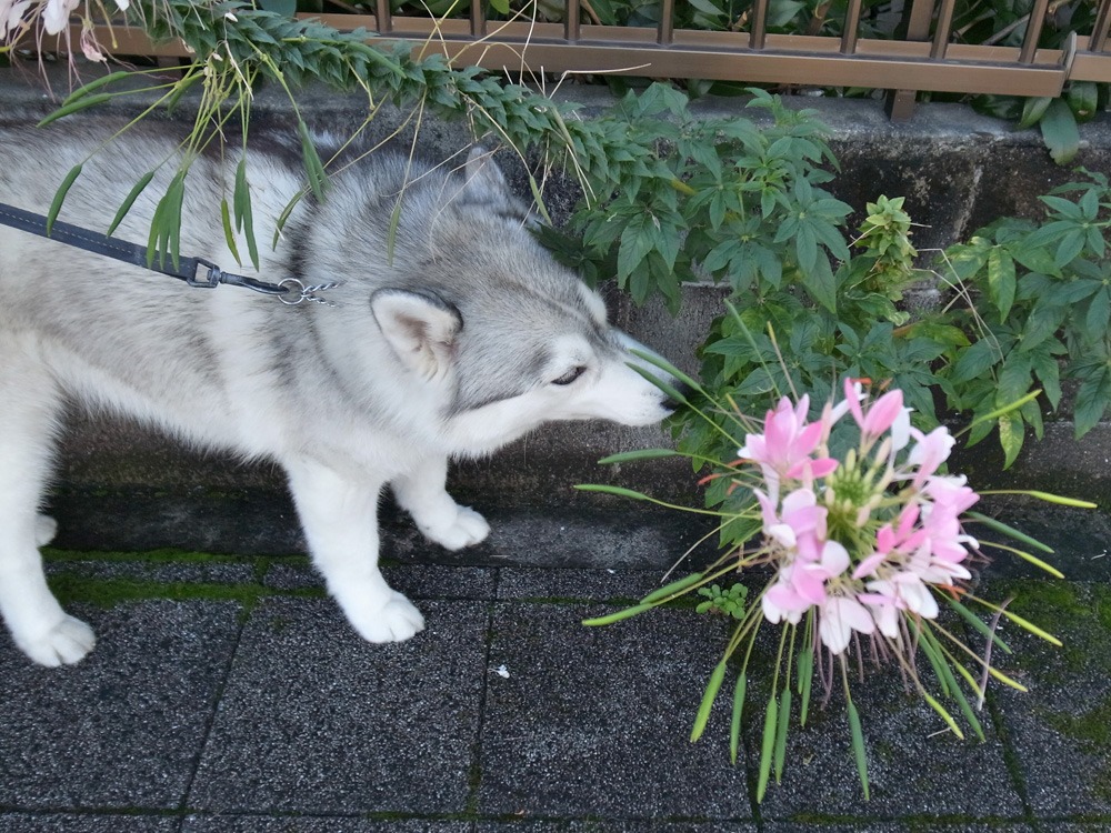 もはや恒例行事に (^o^)_c0049299_2222550.jpg