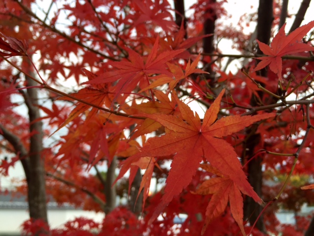 信号機紅葉_a0326106_20515937.jpg