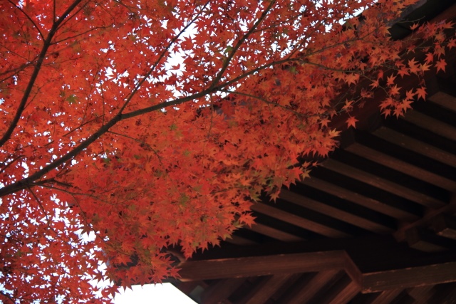 平林寺の紅葉　2_d0026817_13441892.jpg