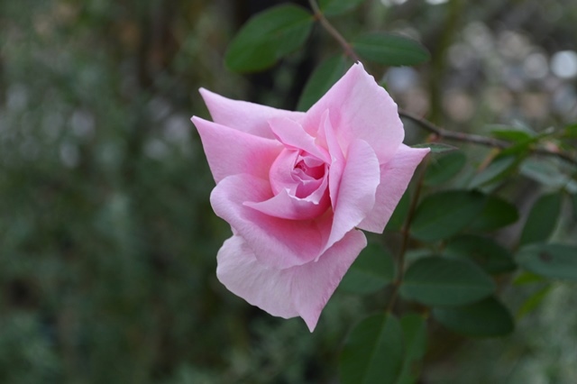d0096422_9112423.jpg