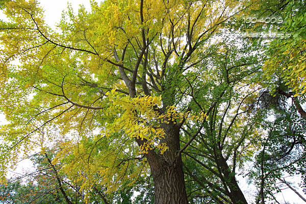 《花》　黄葉（3）　10-18mm　（大宮公園）_c0080036_0285251.jpg