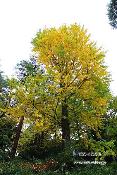 《花》　黄葉（3）　10-18mm　（大宮公園）_c0080036_0292084.jpg