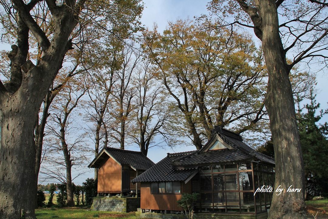 神社の大ケヤキ_f0297537_20513420.jpg