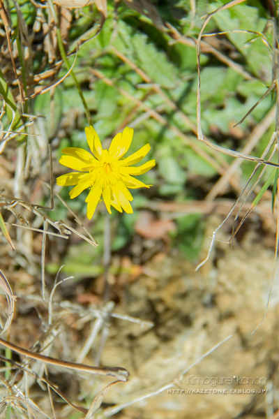 らかん高原ハイキング**in 羅漢山_b0197639_16222241.jpg