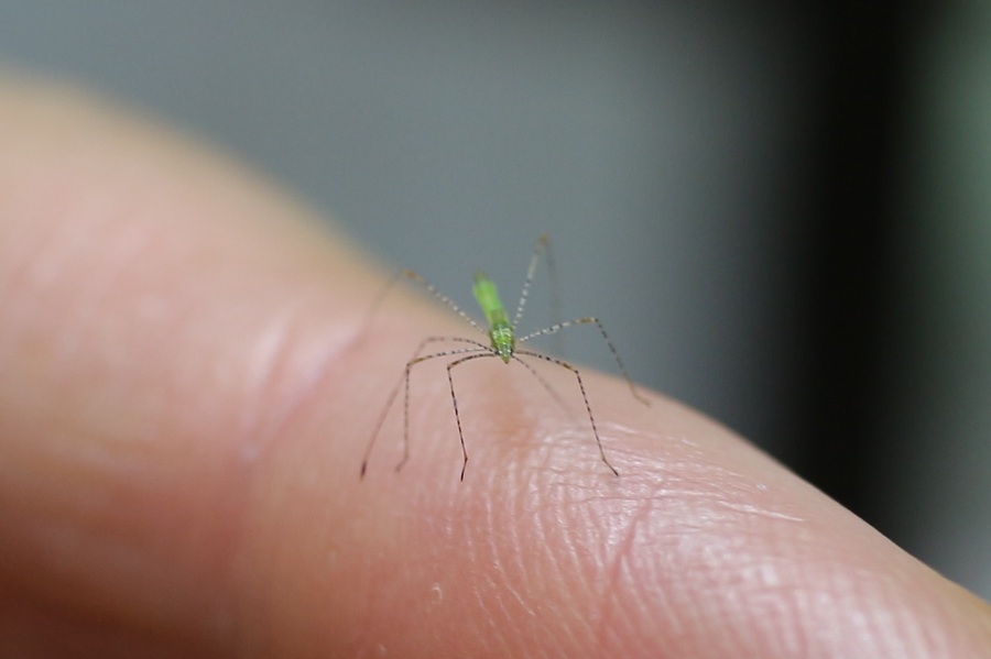 黄緑色で糸のような細い脚を持つ蜘蛛みたいな昆虫 イトカメムシの幼虫 うちのにわ