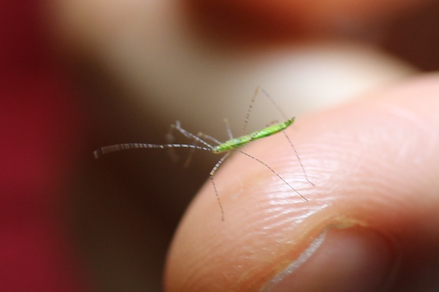 黄緑色で糸のような細い脚を持つ蜘蛛みたいな昆虫 イトカメムシの幼虫 うちのにわ