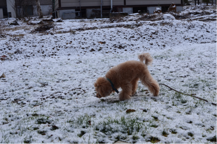 きた〜、初雪♪_d0025144_17591159.jpg