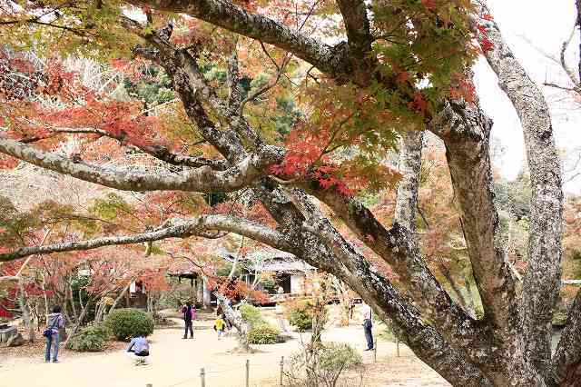 １１月２２日　近水園の紅葉_f0340155_19075269.jpg