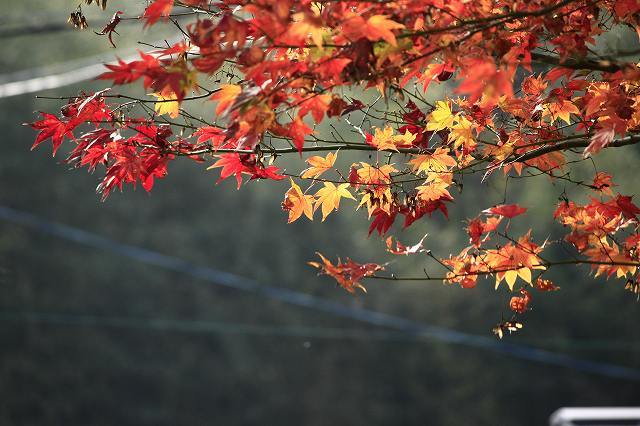 １１月２２日　近水園の紅葉_f0340155_19082992.jpg