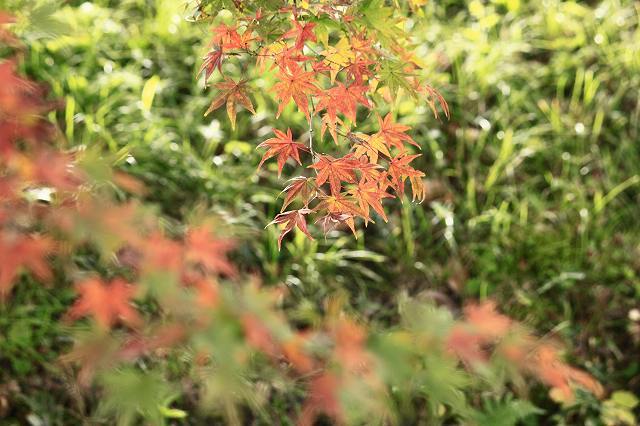 １１月２２日　近水園の紅葉_f0340155_19084927.jpg