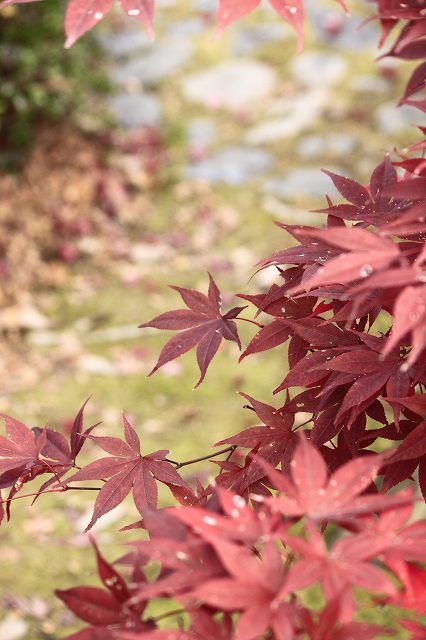 １１月２２日　近水園の紅葉_f0340155_19092600.jpg