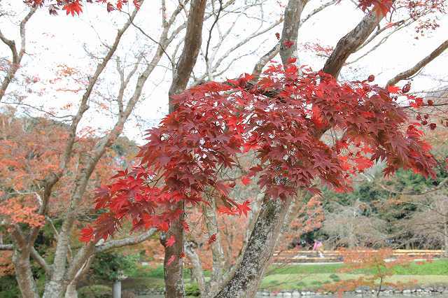 １１月２２日　近水園の紅葉_f0340155_19102518.jpg