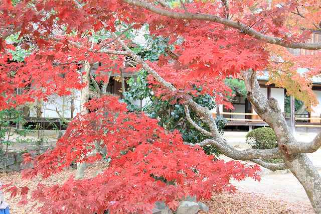 １１月２２日　近水園の紅葉_f0340155_19104032.jpg