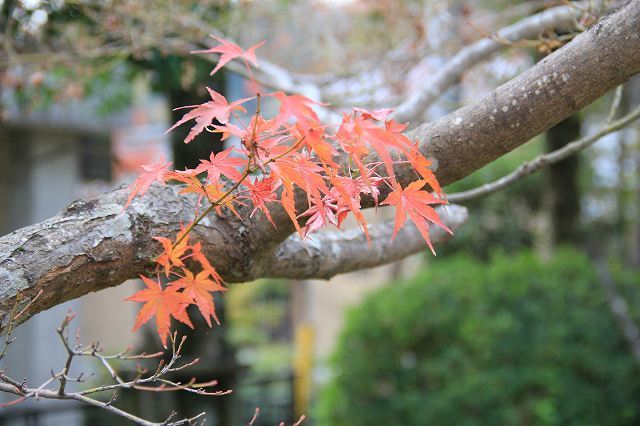 １１月２２日　近水園の紅葉_f0340155_19110007.jpg