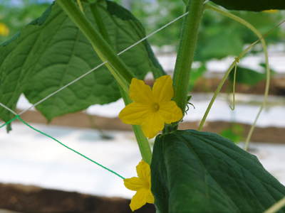 新鮮野菜スティックにも大好評!朝採りキュウリ、セロリ、ニンジン販売中!!_a0254656_16451296.jpg