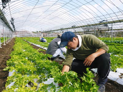 新鮮野菜スティックにも大好評!朝採りキュウリ、セロリ、ニンジン販売中!!_a0254656_17444163.jpg