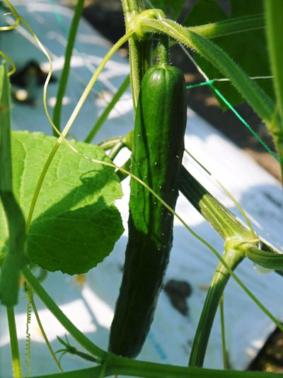 新鮮野菜スティックにも大好評!朝採りキュウリ、セロリ、ニンジン販売中!!_a0254656_1745139.jpg