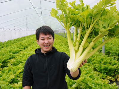 新鮮野菜スティックにも大好評!朝採りキュウリ、セロリ、ニンジン販売中!!_a0254656_1824211.jpg