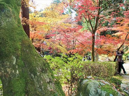 リベンジ金剛輪寺　今度こそ金剛輪寺_e0044657_2243495.jpg