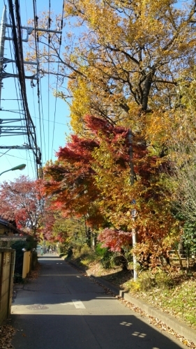 ぶら～り、ぶらぶら　「晩秋の玉川上水」_f0004076_16050348.jpg