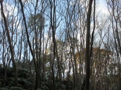 f0053885_19571839.jpg