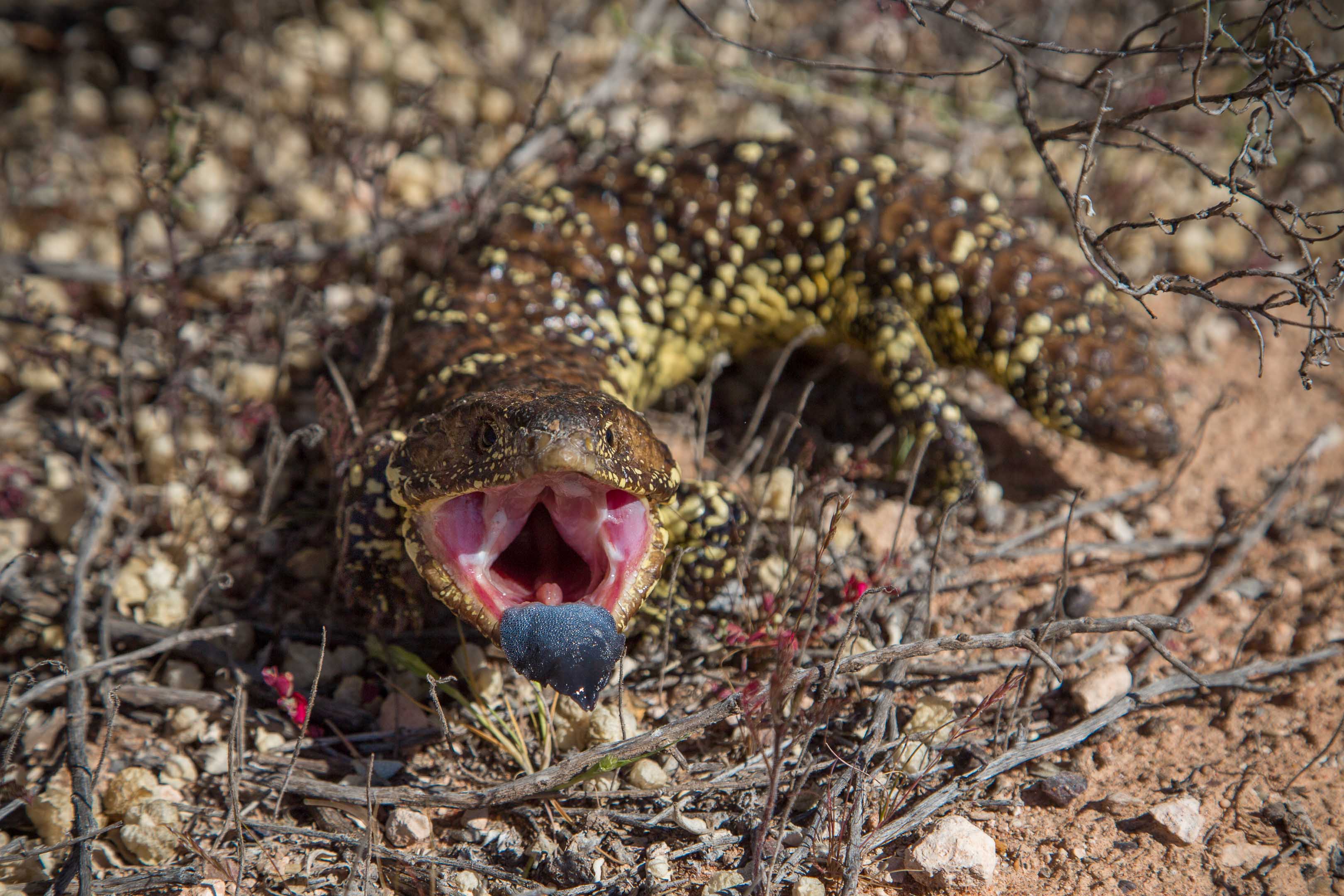 Blue Tongue Bobtail Lizard_c0248100_1749425.jpg