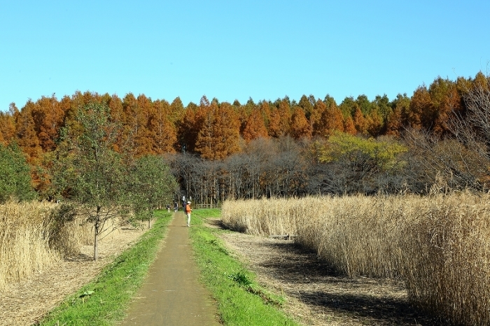 生きた化石ともよばれるメタセコイアの紅葉は今が見ごろ 旅プラスの日記