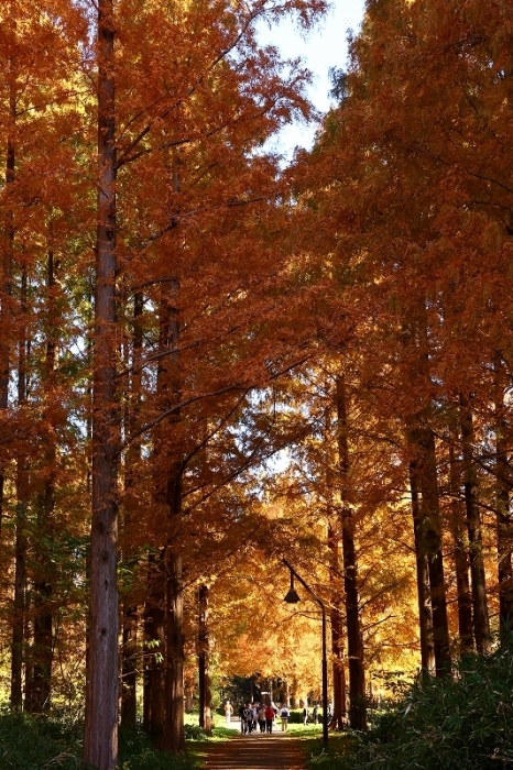 生きた化石ともよばれるメタセコイアの紅葉は今が見ごろ 旅プラスの日記