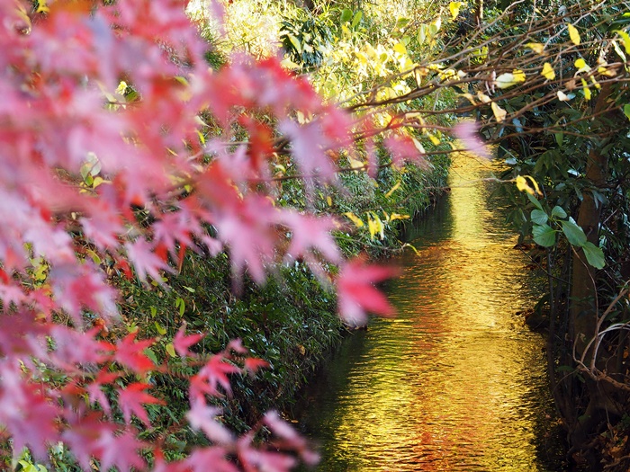 紅葉の名所”平林寺”あたりを散策_c0187503_2130857.jpg