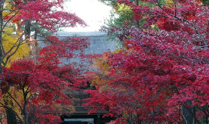 紅葉の名所”平林寺”あたりを散策_c0187503_21352368.jpg