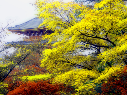 高幡不動尊の紅葉　（１２月３日）_a0023315_11412685.jpg