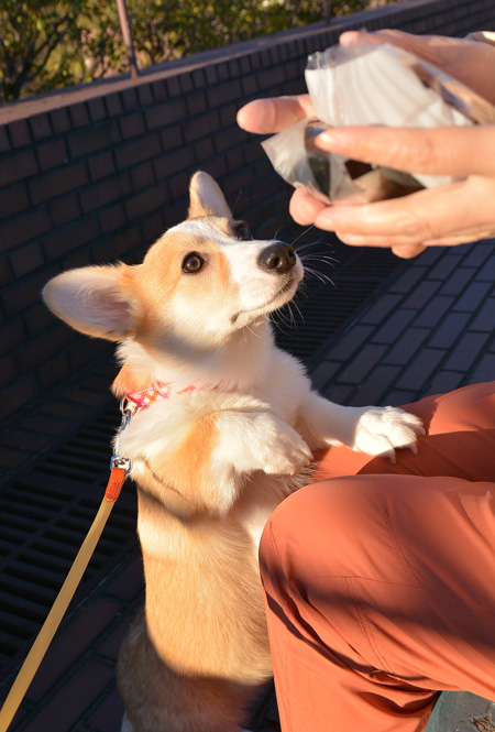 いもうとモモ、5ヶ月になりました_d0102523_11231758.jpg
