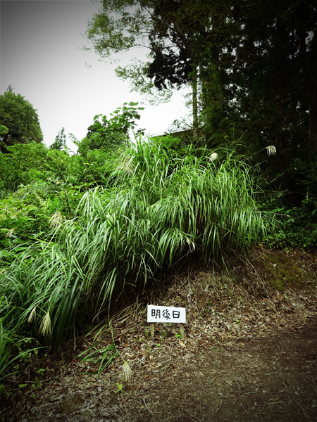 『大地の芸術祭 越後妻有アートトリエンナーレ2015』 その25_e0192725_2240111.jpg