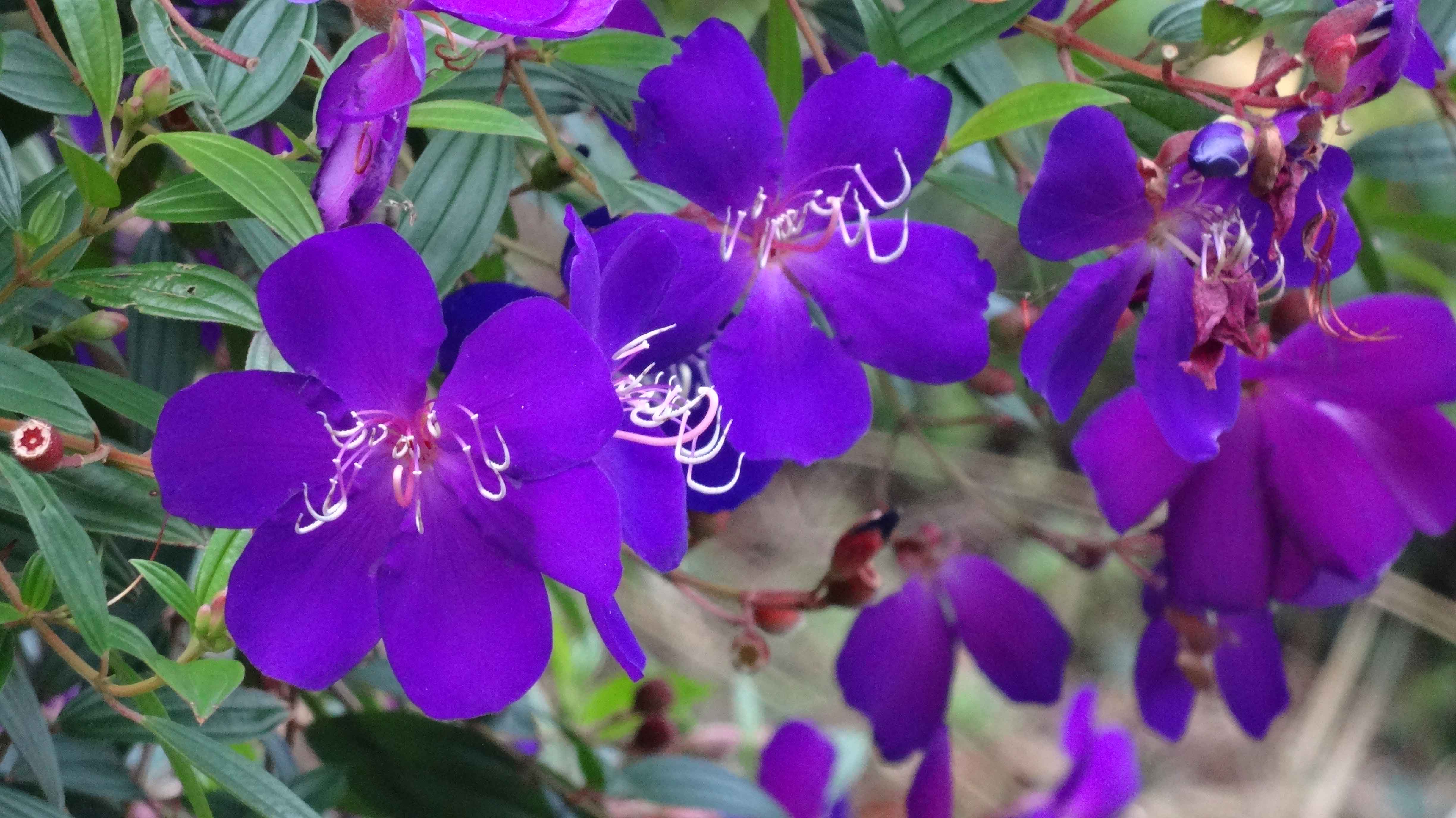 屋久島の花 １２ ５ つくしんぼ日記 徒然編