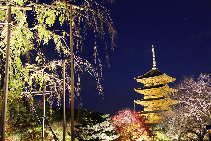 紅葉の京都2015 －紅葉彩る東寺 夜間特別拝観（後編）－_b0169330_1916259.jpg