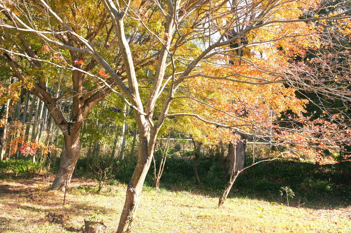 c0308431_19464550.jpg