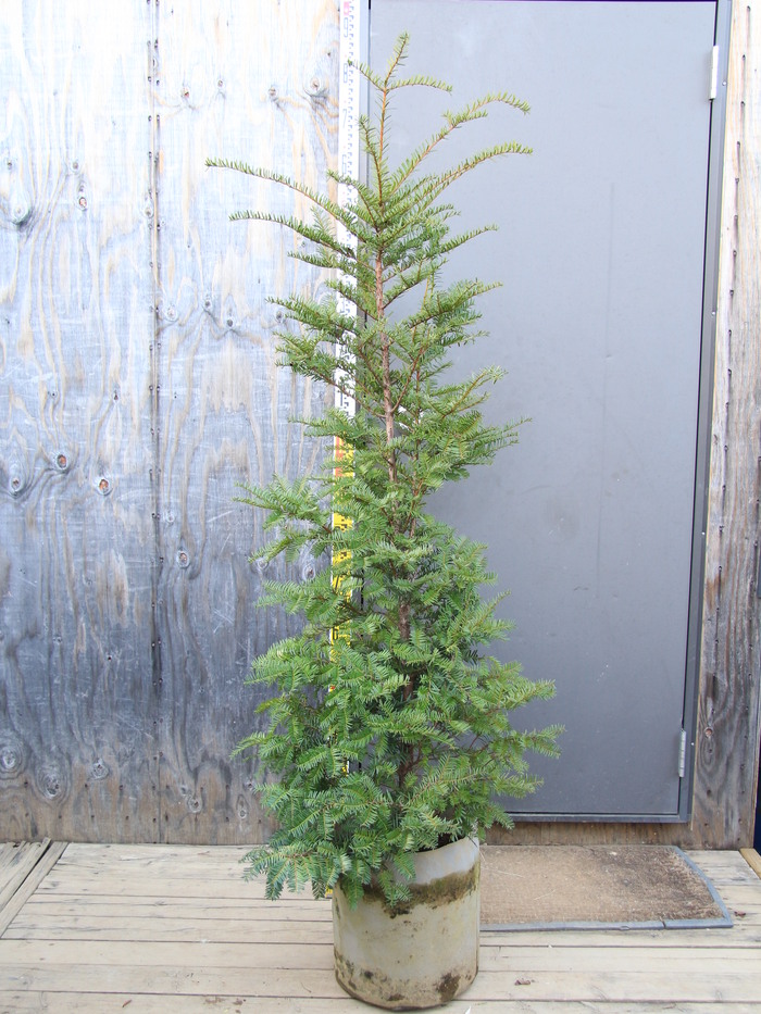 イチイ 一位 櫟 販売 値段 価格 画像 写真 庭木 安行 植木 シンボル 