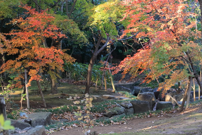 もみじ狩り朝ん歩🍁_d0168652_1145596.jpg