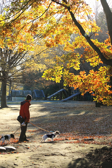 もみじ狩り朝ん歩🍁🍁🍁_d0168652_11594779.jpg