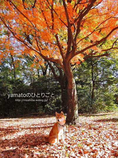 a0286855_21213471.gif