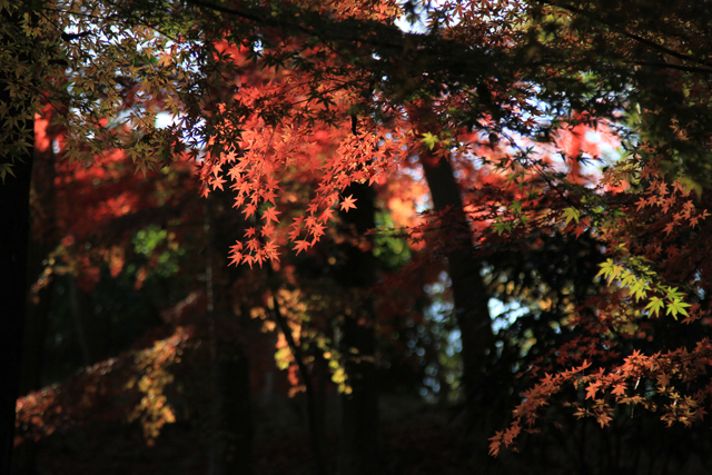 色彩を持つ　ば～ち　と　其の紅葉巡礼_c0337257_19130724.jpg