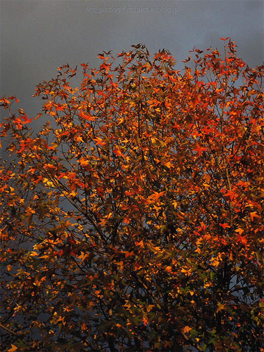 唐突な紅葉_e0097970_18145889.jpg