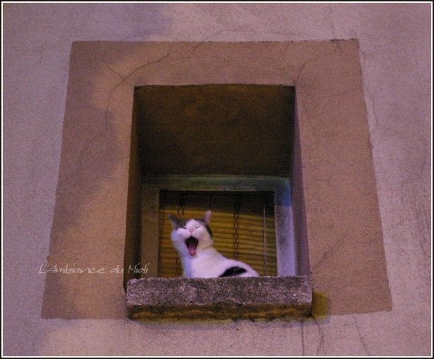 南仏の猫ひゃん.. II_c0228386_16431424.jpg