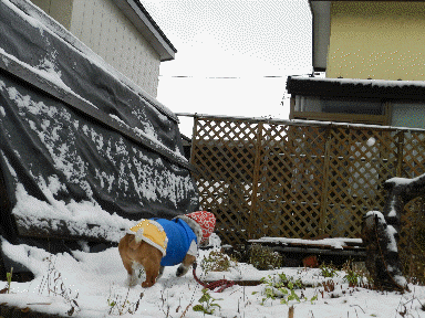 f0205887_9583898.gif