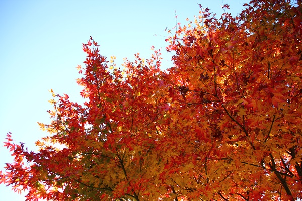 旅の続き～女子旅ⅲ～（紅葉写真多め♪）_e0177190_22212066.jpg