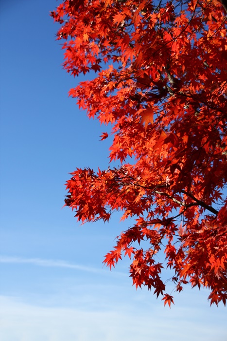 旅の続き～女子旅ⅲ～（紅葉写真多め♪）_e0177190_224777.jpg