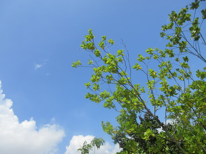 c0212604_5545978.jpg