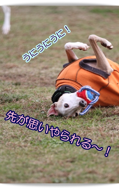 むぎ狩り・・・(*≧ｍ≦*)_e0100007_801763.jpg